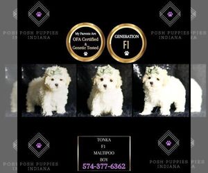 Maltipoo Puppy for sale in WARSAW, IN, USA