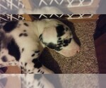 Small Photo #28 Great Dane Puppy For Sale in HOWARD CITY, MI, USA