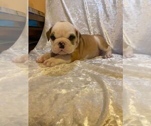 English Bulldog Puppy for sale in SAN DIEGO, CA, USA