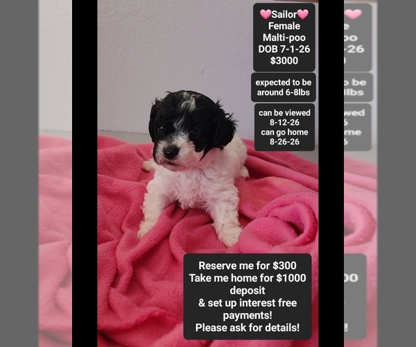 Medium Photo #1 Maltipoo (Toy) Puppy For Sale in TUCSON, AZ, USA