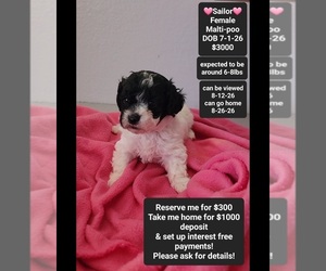 Maltipoo (Toy) Puppy for sale in TUCSON, AZ, USA