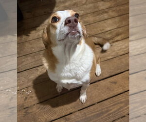 Labbe Dogs for adoption in Oakhurst, NJ, USA