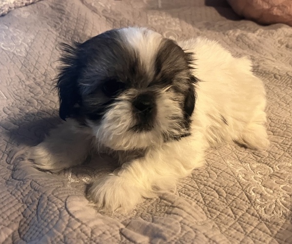 Medium Photo #1 Shih Tzu Puppy For Sale in ROGERSVILLE, AL, USA
