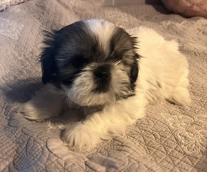 Shih Tzu Puppy for sale in ROGERSVILLE, AL, USA