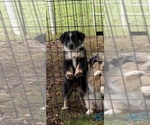 Small Photo #10 Australian Shepherd Puppy For Sale in SENECA, SC, USA