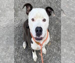 Mutt Dogs for adoption in Placerville, CA, USA