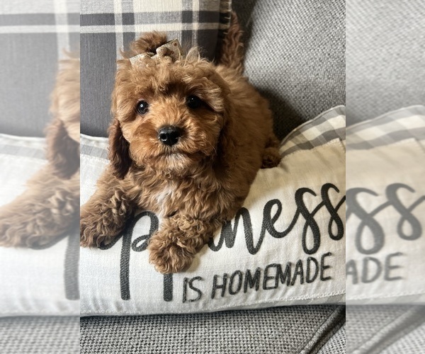 Medium Photo #4 Cavapoo (Miniature) Puppy For Sale in RICHMOND, IL, USA