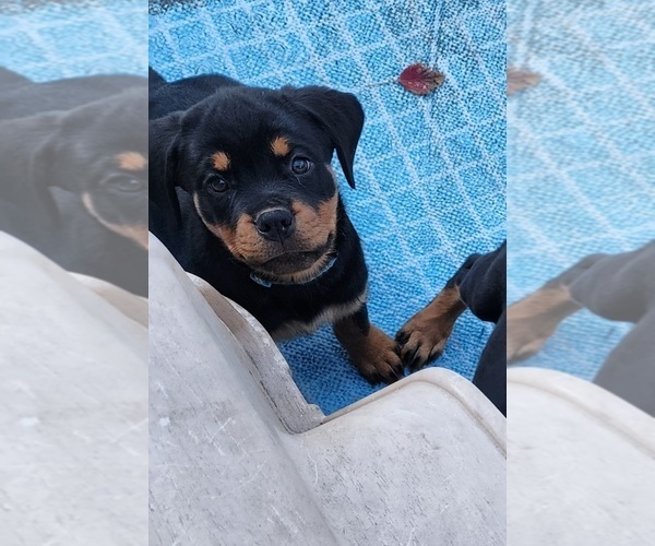 Medium Photo #21 Rottweiler Puppy For Sale in DES MOINES, IA, USA