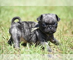 Small #1 Pug
