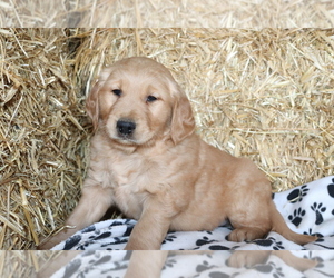 Golden Retriever Puppy for sale in SHILOH, OH, USA