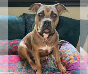 Mutt Dogs for adoption in Candler, NC, USA