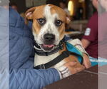 Small #6 Boxer Mix