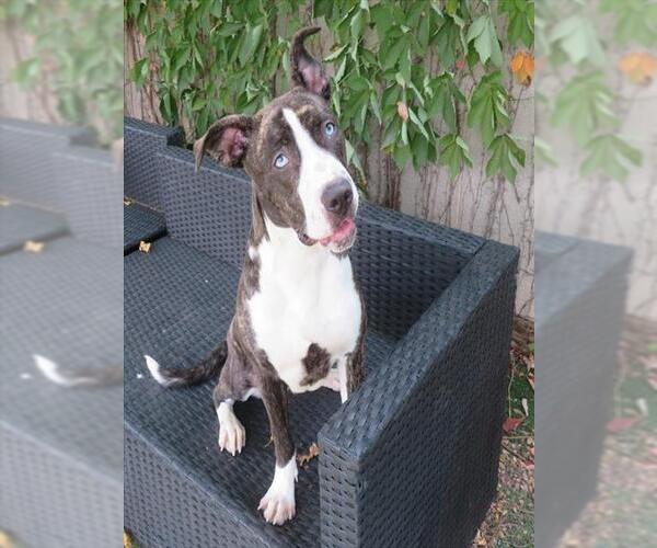 Medium Photo #1 American Bulldog-Great Dane Mix Puppy For Sale in Oklahoma City, OK, USA