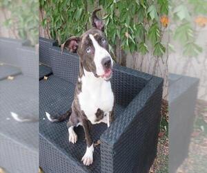 American Bulldog-Great Dane Mix Dogs for adoption in Oklahoma City, OK, USA