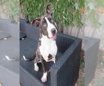 Small American Bulldog-Great Dane Mix