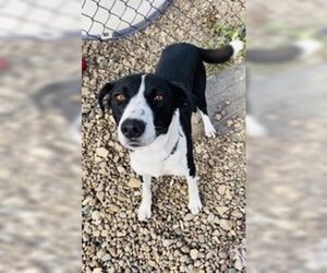 Border Collie-Unknown Mix Dogs for adoption in Oskaloosa, IA, USA