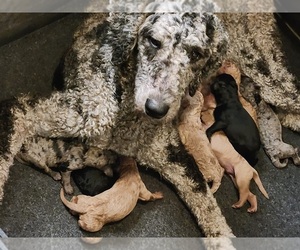 Labradoodle Puppy for sale in LA HABRA, CA, USA