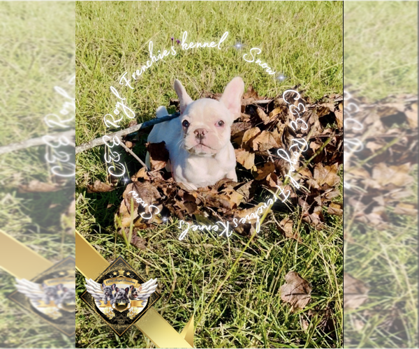 Medium Photo #1 French Bulldog Puppy For Sale in ATHENS, GA, USA