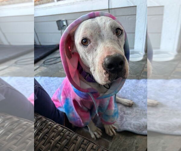 Medium Photo #2 American Pit Bull Terrier-Unknown Mix Puppy For Sale in Brewster, NY, USA