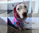 Small #1 American Pit Bull Terrier Mix