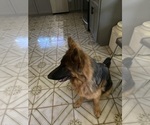Small Photo #1 German Shepherd Dog Puppy For Sale in WATERBURY, CT, USA