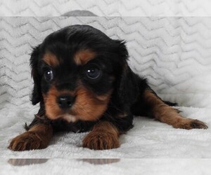 Medium Cavalier King Charles Spaniel
