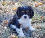 Small Photo #1 Cavalier King Charles Spaniel Puppy For Sale in BARNESVILLE, KS, USA