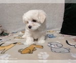 Small #6 Maltese