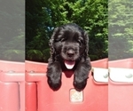 Small Photo #1 Golden Newfie Puppy For Sale in PERU, IN, USA