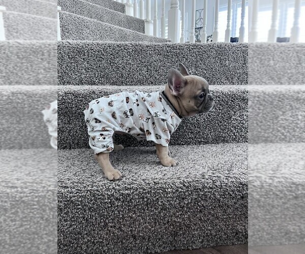 Medium Photo #7 French Bulldog Puppy For Sale in RIO RANCHO, NM, USA