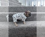Small #6 French Bulldog