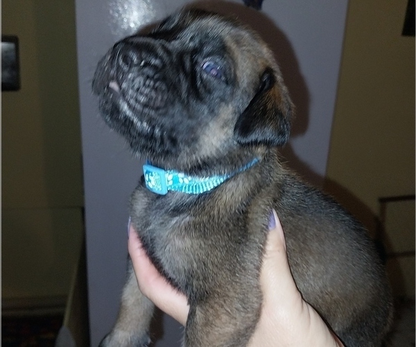 Medium Photo #20 Mastiff Puppy For Sale in MITCHELL, NE, USA