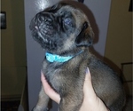 Small #19 Mastiff