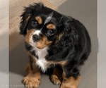 Small #1 Cavalier King Charles Spaniel