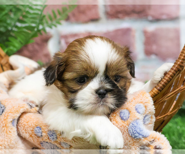 Medium Photo #14 Shih Tzu Puppy For Sale in SYRACUSE, IN, USA