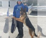 Small Photo #2 German Shepherd Dog Puppy For Sale in Brewster, NY, USA
