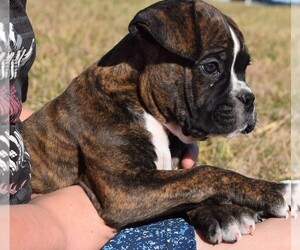 Boxer Puppy for sale in HUMBOLDT, NE, USA