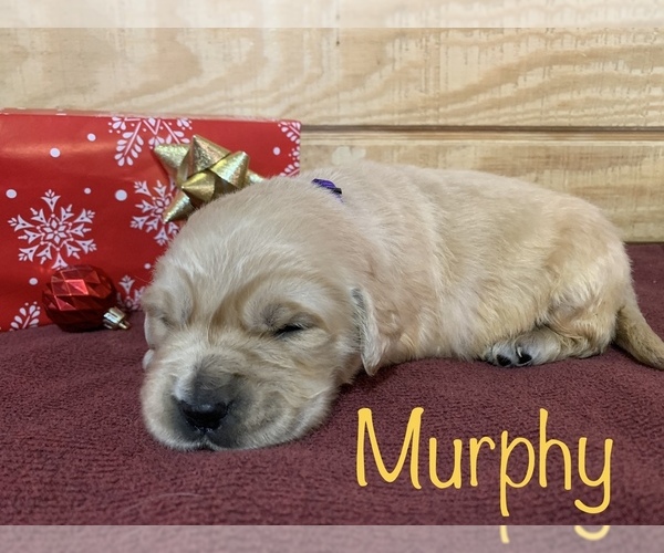 Medium Photo #1 English Cream Golden Retriever Puppy For Sale in DEARBORN, MO, USA