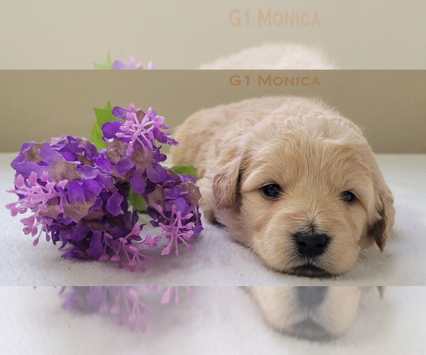 Medium Photo #5 Goldendoodle Puppy For Sale in MILFORD, MI, USA