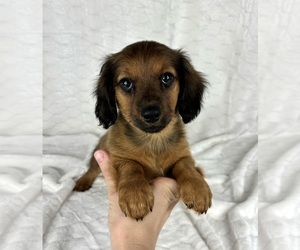 Dachshund Puppy for sale in FRANKLIN, IN, USA