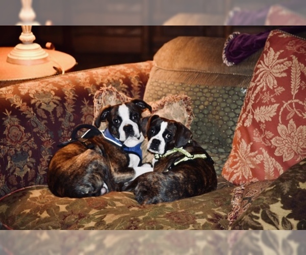 Medium Photo #2 Boston Terrier-Cavalier King Charles Spaniel Mix Puppy For Sale in SMITHFIELD, VA, USA