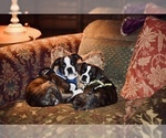 Small #1 Boston Terrier-Cavalier King Charles Spaniel Mix