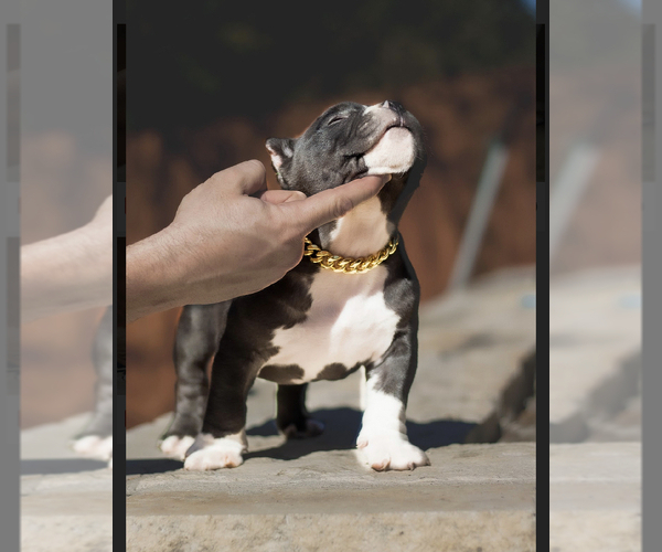 Full screen Photo #15 American Bully Puppy For Sale in SAN ANTONIO, TX, USA