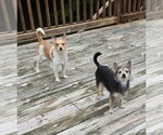 Small #3 Chihuahua Mix