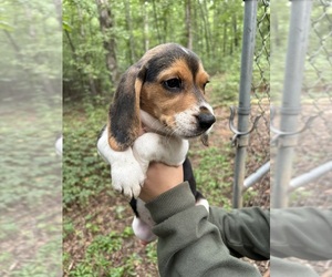Beagle Puppy for sale in LANDRUM, SC, USA
