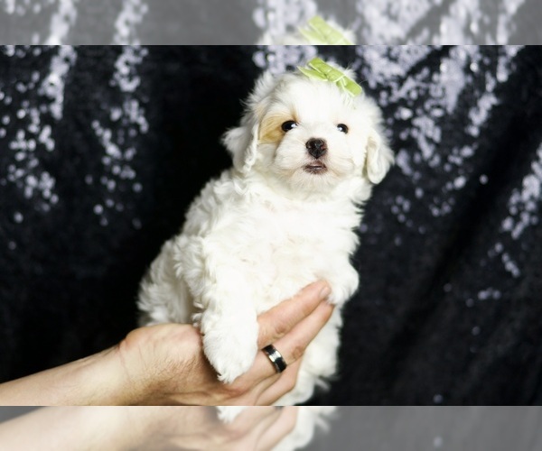 Medium Photo #1 Maltipoo (Miniature) Puppy For Sale in WARSAW, IN, USA