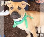 Small #2 Labrador Retriever Mix