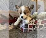 Puppy Scout Pembroke Welsh Corgi