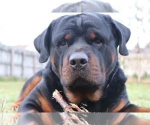 Father of the Rottweiler puppies born on 05/09/2023