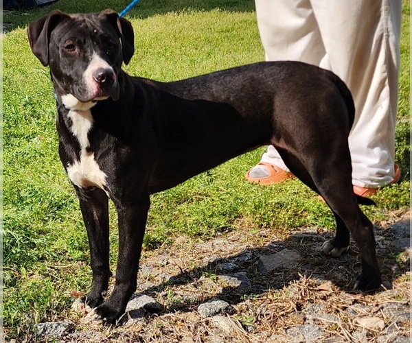 Medium Photo #11 Bulldog-Unknown Mix Puppy For Sale in Wetumpka, AL, USA